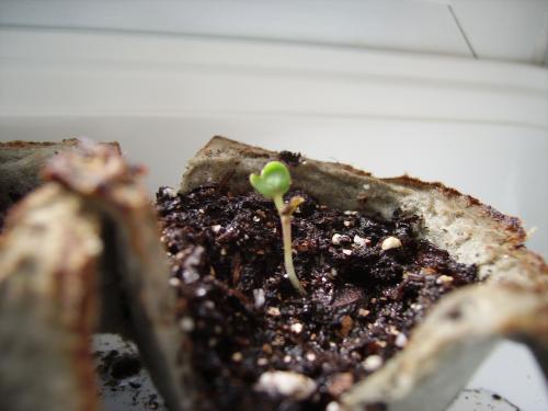 brand new sprout