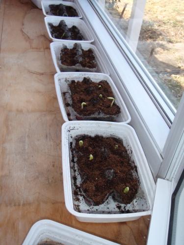 New sprouts in window