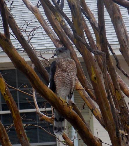 Coopers Hawk came looking for lunch