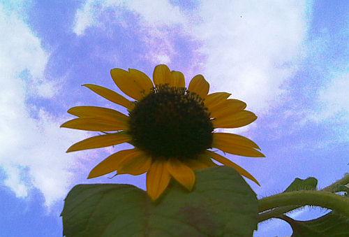 New Sunflower 1014 - 4
