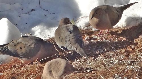 Doves enjoying a snack
