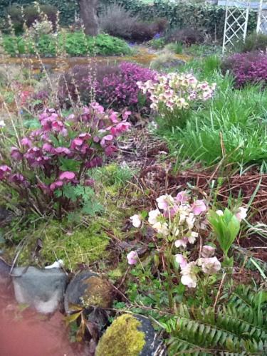 Heathers and hellebores waiting for the hyathin and almonds to bloom