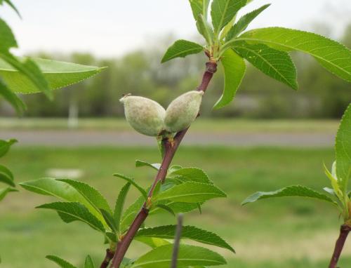 Baby Almonds!