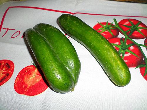 Conjoined Twin Cucumbers 1
