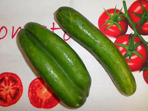 Conjoined Twin Cucumbers 2