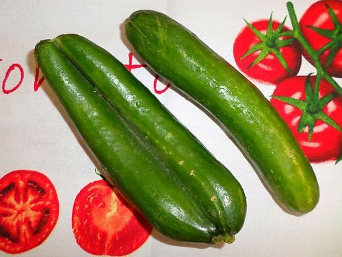 Conjoined Twin Cucumbers 3