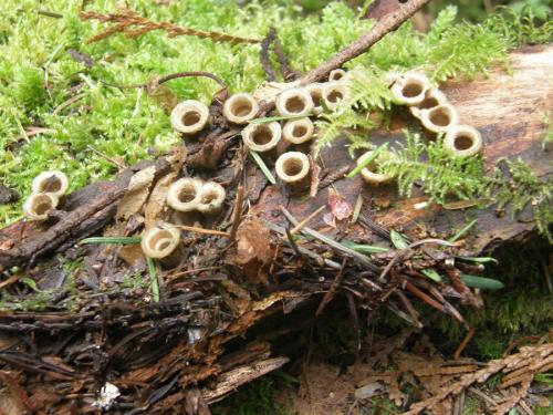 Birds Nest Fungi.