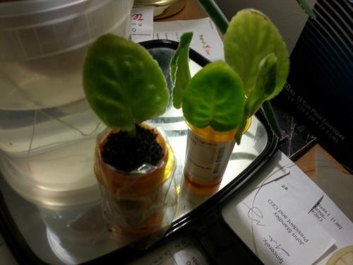 African Violet Cuttings