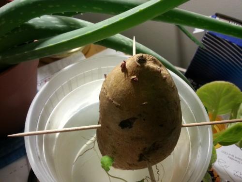 Sweet Potato Sprouting