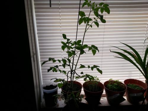 Twin Tomato Plants Updated 20 April