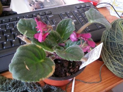 African Violet Rescue Plant