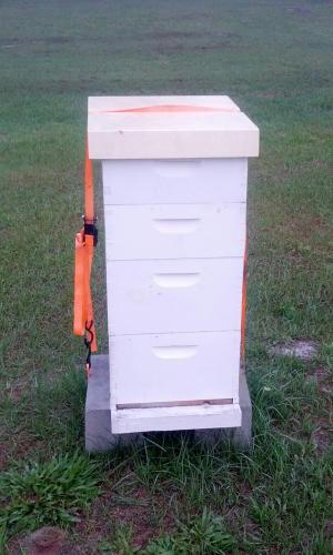 My strongest bee hive.
