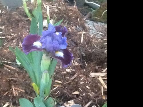 Devoted mini bearded iris