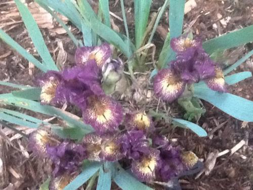 Ballistic mini bearded iris