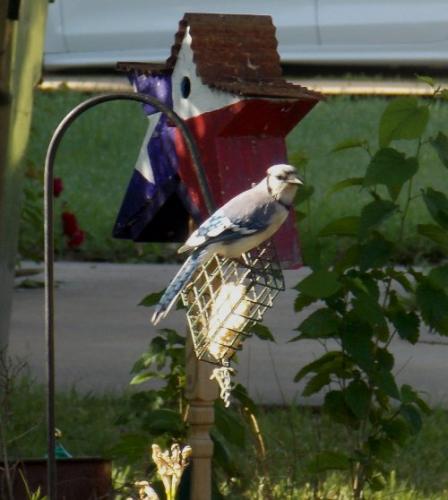 Blue Jay just spotted the bowl of peanuts in the shade bed