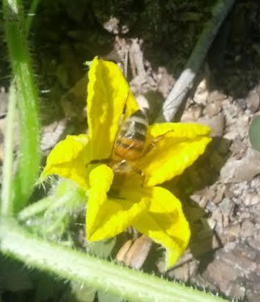 Busy bee on a cucumber plant