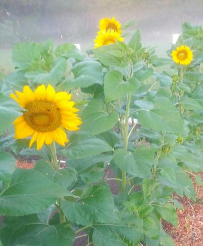 Early Morning Sunflowers