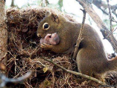 A Beautiful picture of Red Squirrel and baby