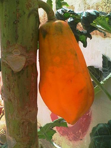 First papaya 1