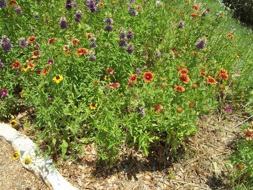 Indian Blanket and Bee Balm