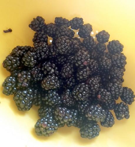 Last of my blackberries