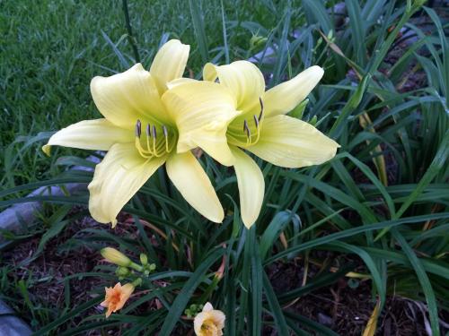 Daylily - Double Down