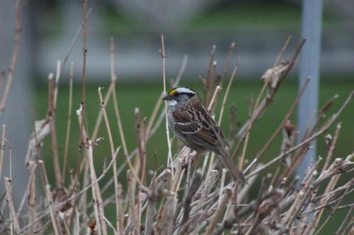 White throated sparrow...
