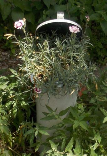 Dianthus planter