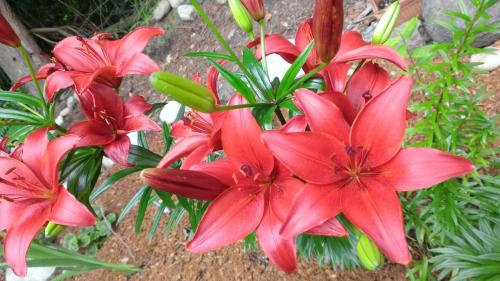 Red asiatic lily