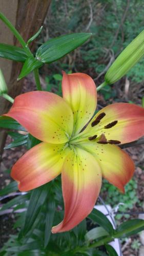The double hued asiatic lily