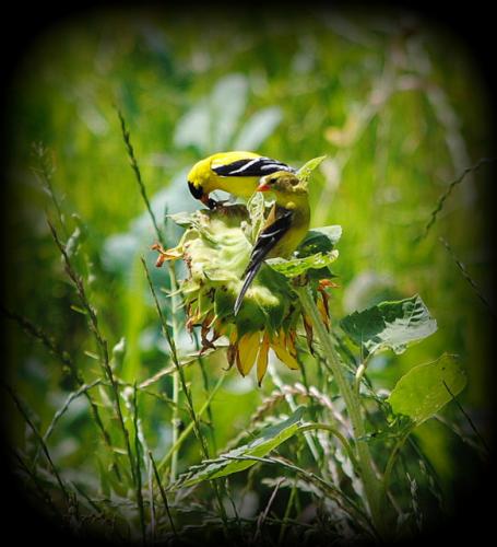sunflower and American Goldfinch