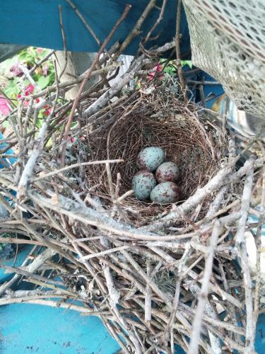 mockingbird eggs