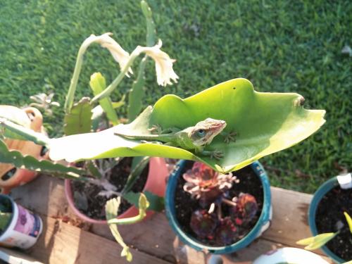 Lizard on Cyreus leaf