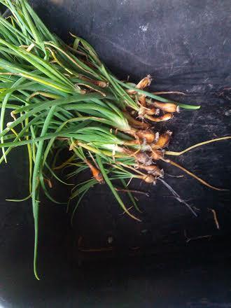 The onions from the straw bale