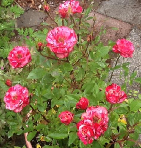 Bicolored mini rose