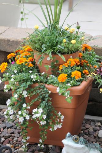 Container planting....