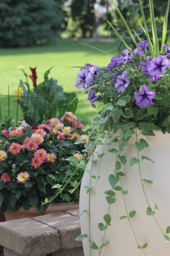 Petunias/spikes and dahlias & calla lilies in the background...
