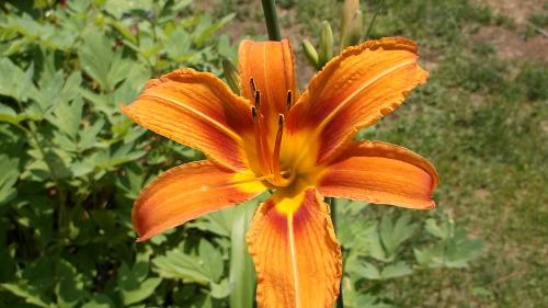 Day Lily Close Up
