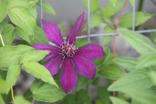"Picardy"  Clematis