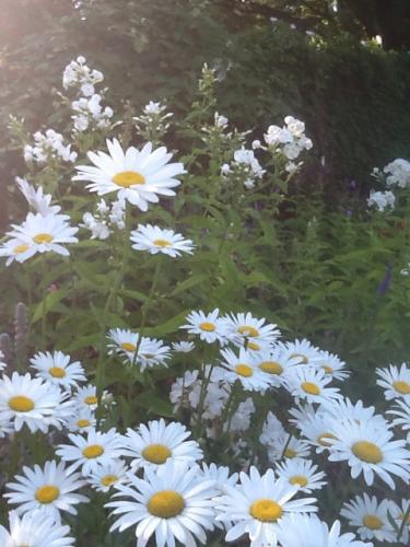 Shasta daisies with phlox in the background