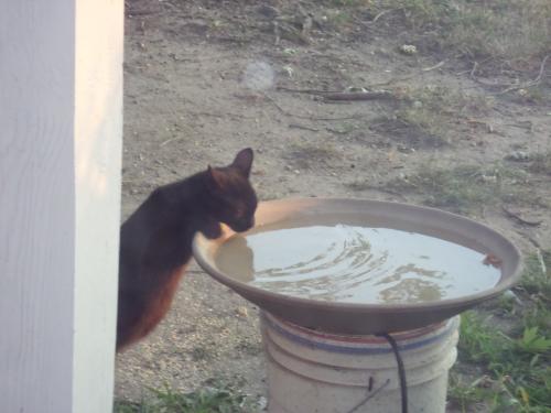 Even the cat needs water