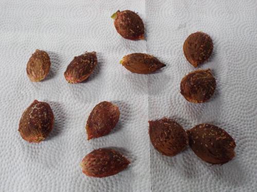 Husked almonds ready to dry