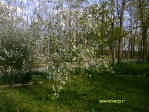crabapple in bloom spring '14 