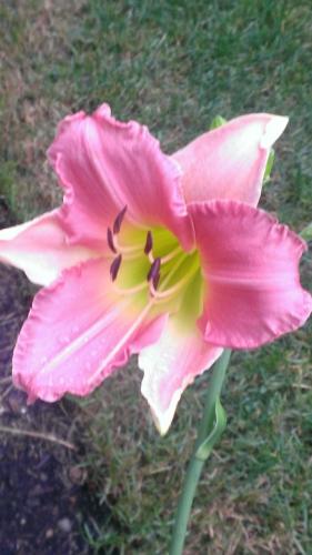 Container Daylily in side garden