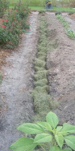 Grass clippings in the trench.