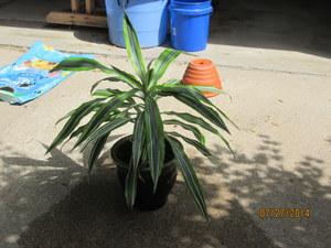 newly planted top of Dracena