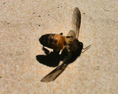 Dead Bee