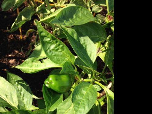 green bell peppers (so far) 8.17.14