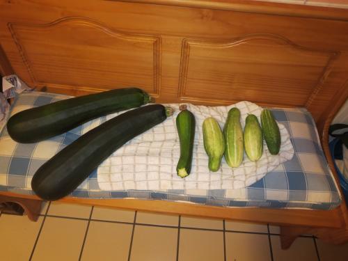 3 zucchinis and 4 cucumbers