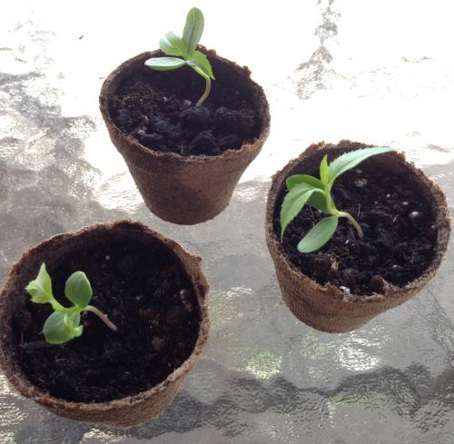 3 apple seedlings from Project
